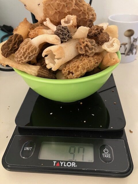Collected morels. Ann Arbor, Michigan.