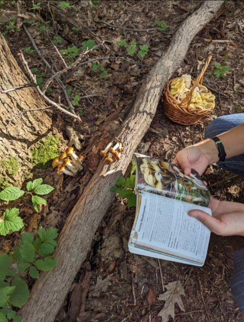 Larisa showing how to correctly identify the honey mushroom (Armillaria mellea) using a mushroom guidebook. Ann Arbor, Michigan.