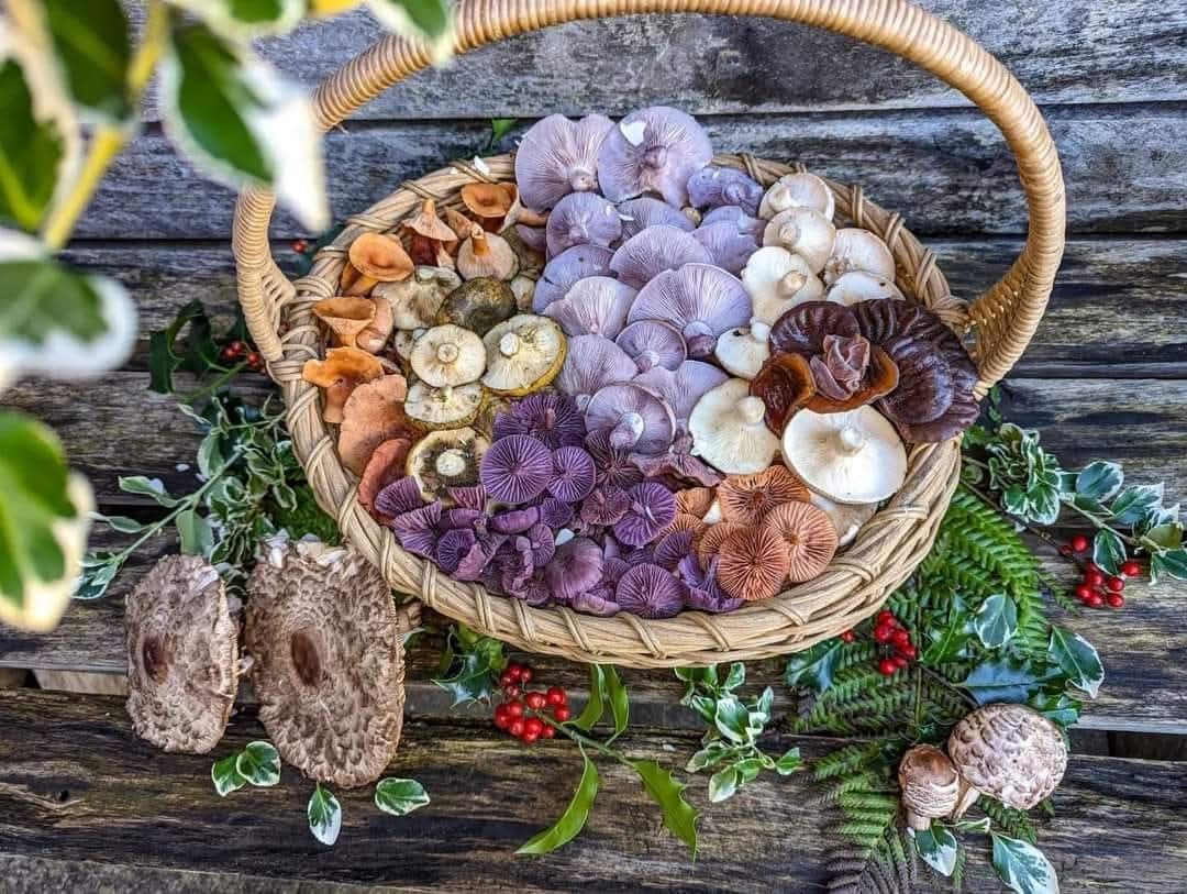 Madara Riley: What is in the basket? Laccaria amethystina, Clitocybe nebularis, Laccaria lacata, Lactarius turpis, Lactarius volemusv, Auricularia auricula-judae,  Collybia nuda, Macrolepiota procera, Lactarius aurantiacus.