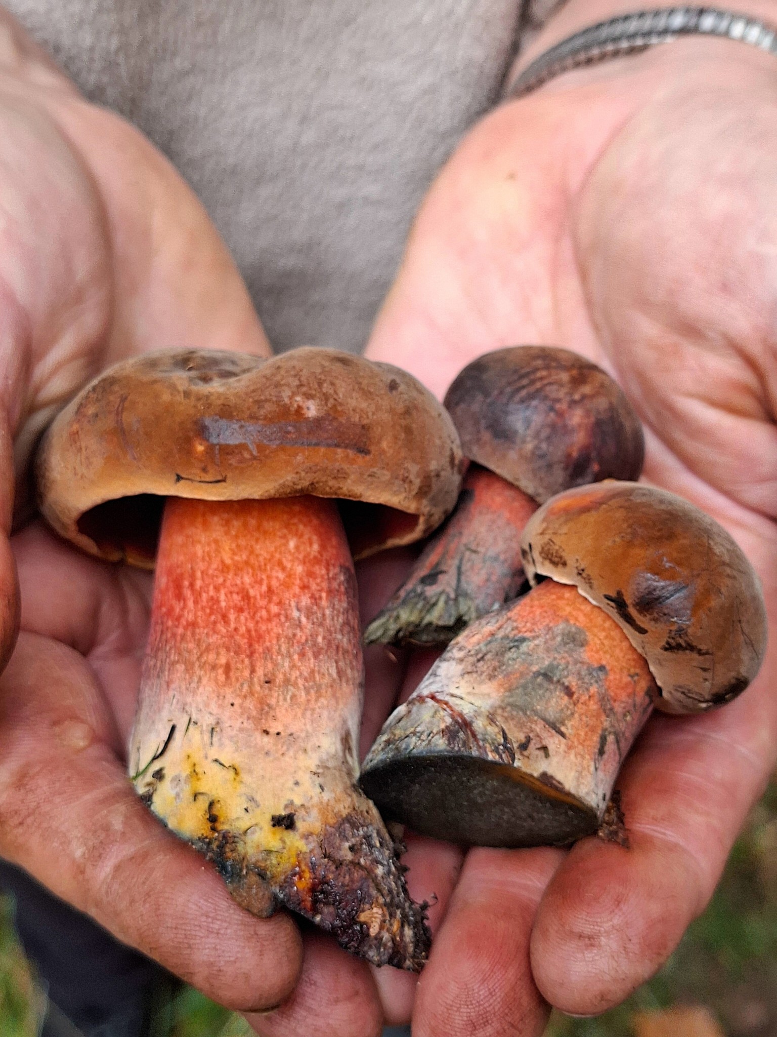 Madara Riley: The Scarletina bolet (Neoboletus luridiformis)