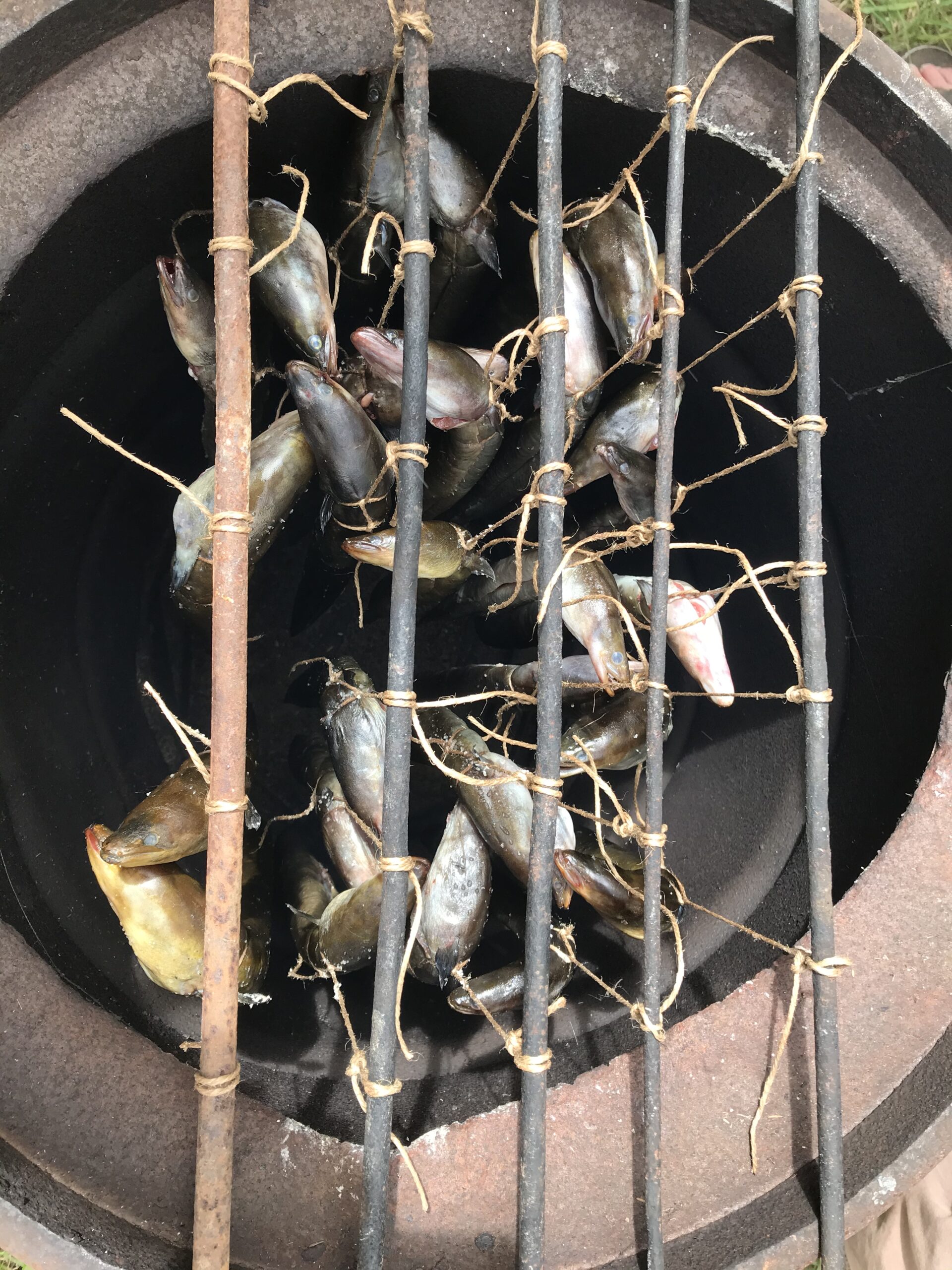 Barrel with eels. 