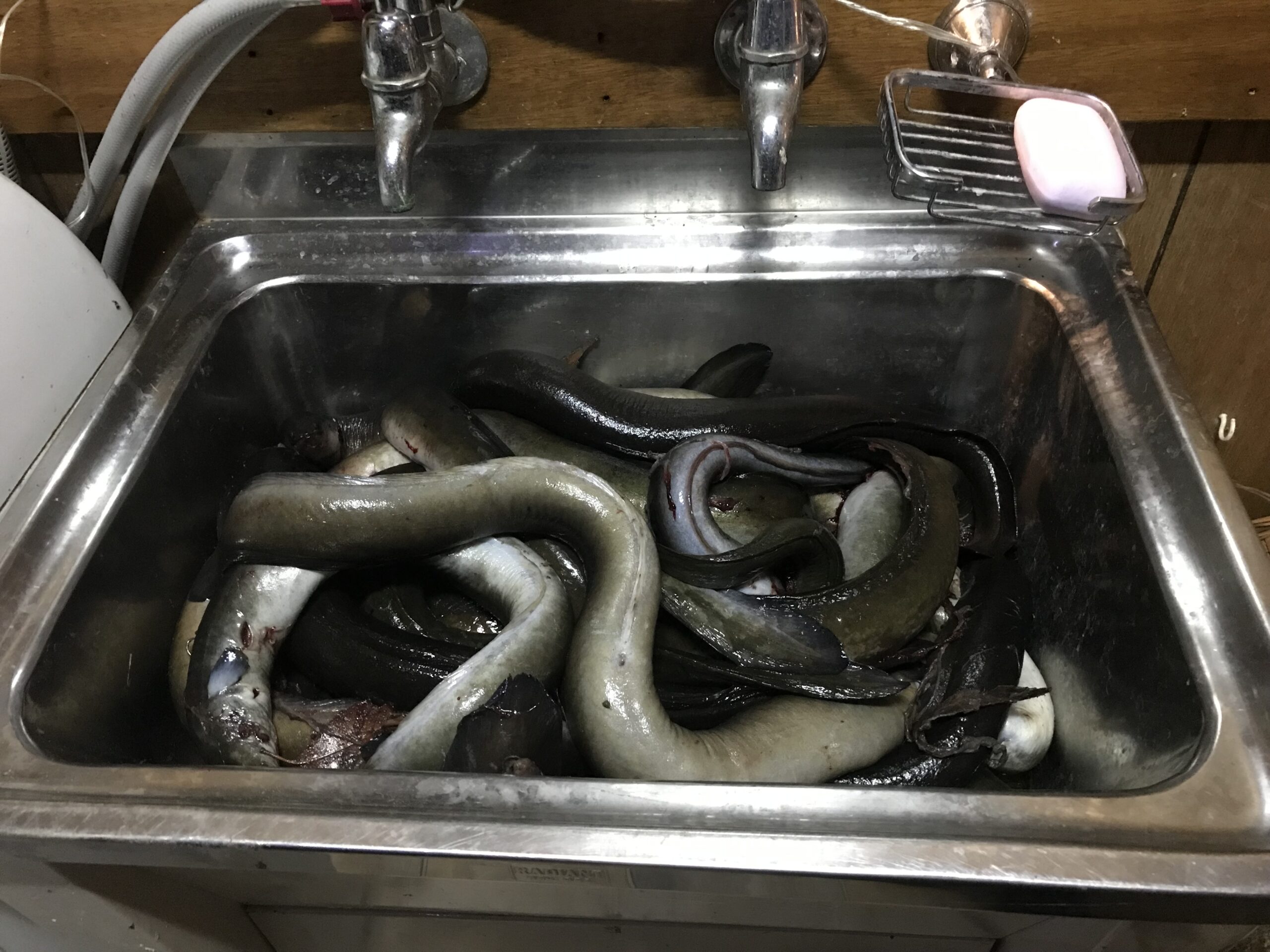 Caught eels. 